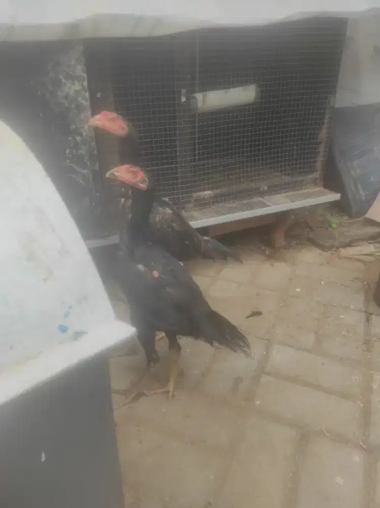ayam Bangkok anakan