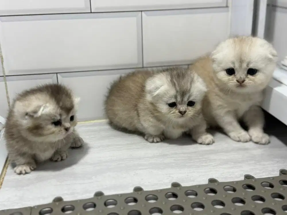 Munchkin fold betina kitten silver anak import