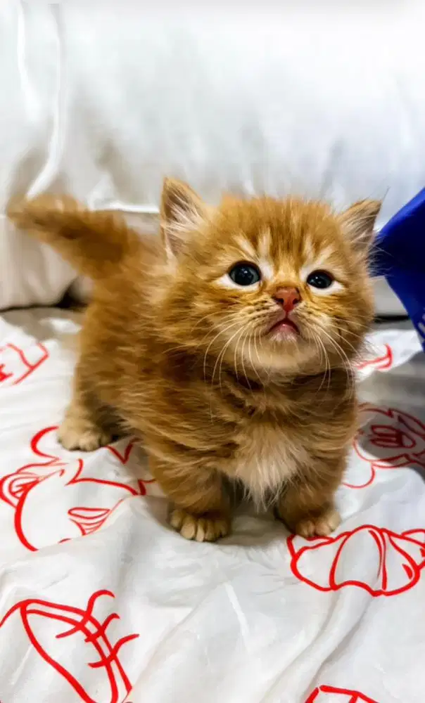 kucing persia munchkin