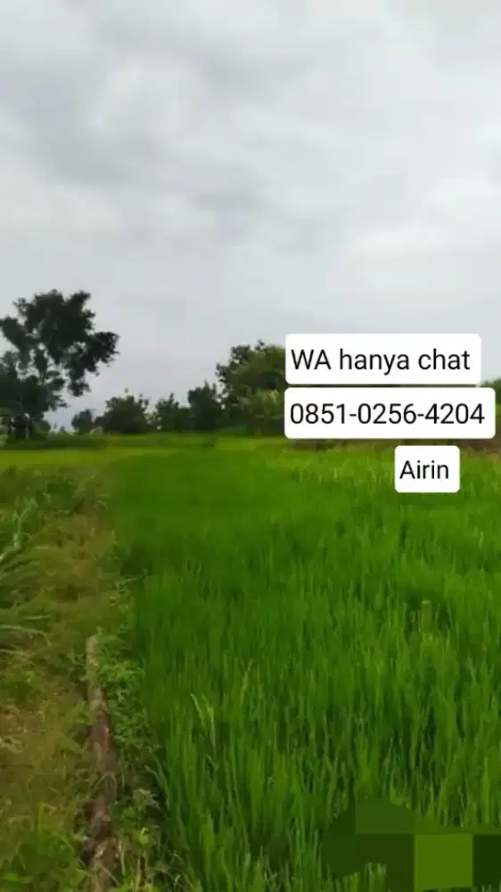 Dijual Sawah di Ngariboyo Magetan JAWA TIMUR