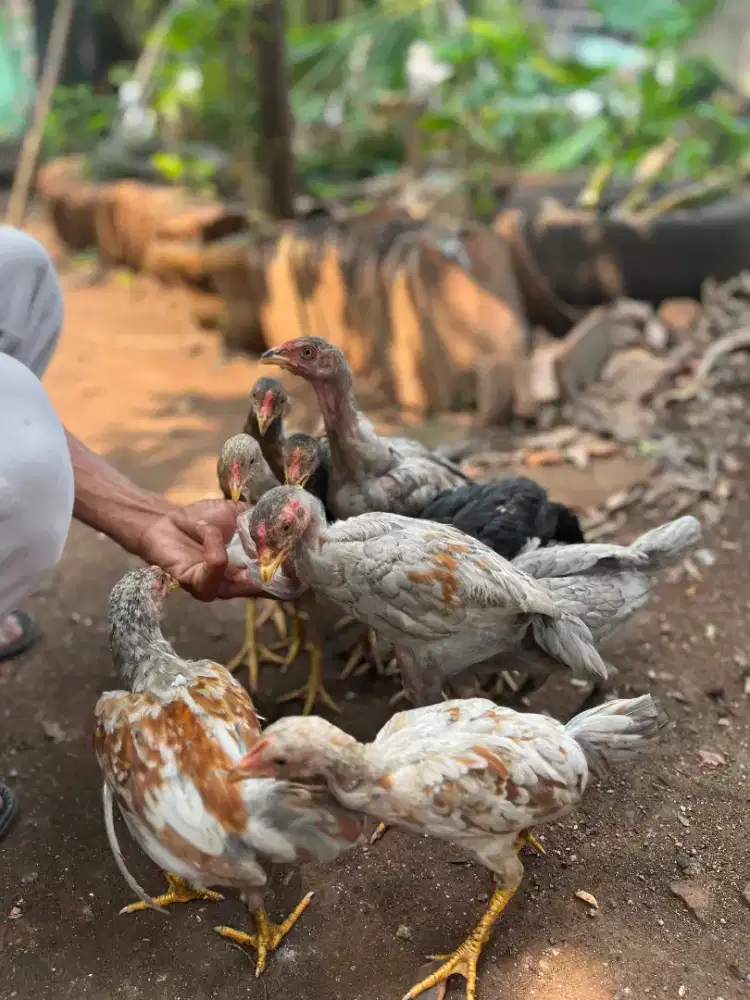 Anak ayam kampung