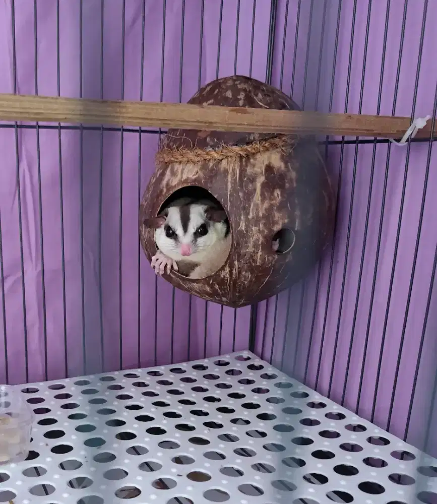 Jual sepasang Sugar Glider