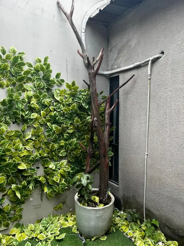 Dekorasi Batang Pohon Asli + Pot Besar & Tanaman Hidup