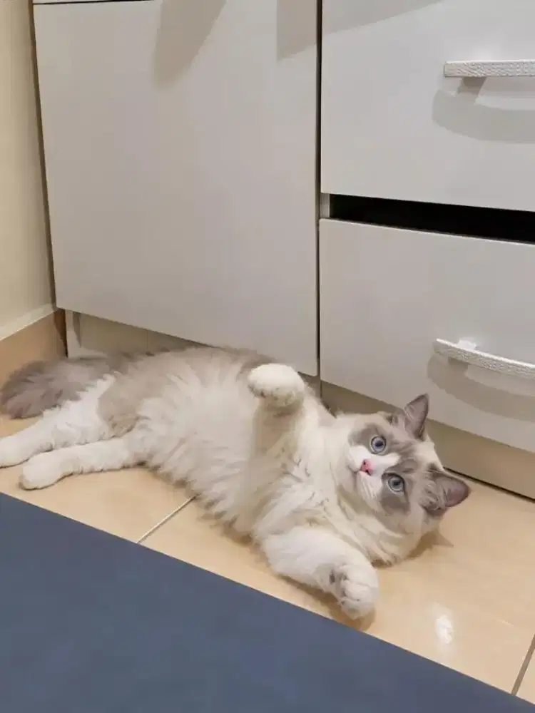 Ragdoll jantan 6 bulan lepas nonped