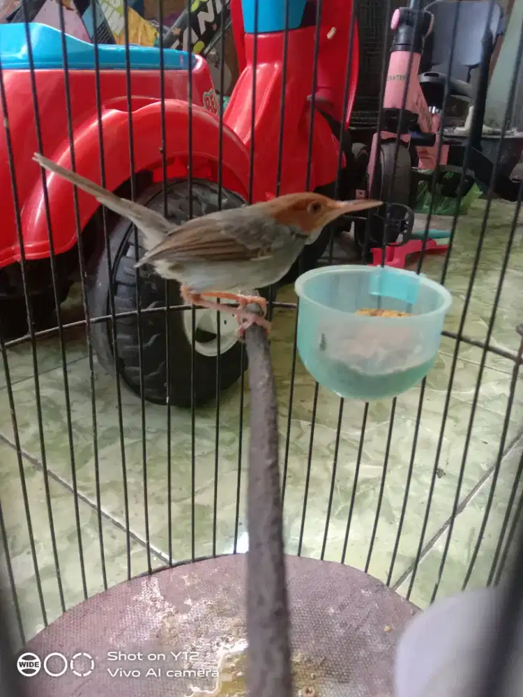 jual burung prenjak abang klawu jantan bunyi udh makan pur total