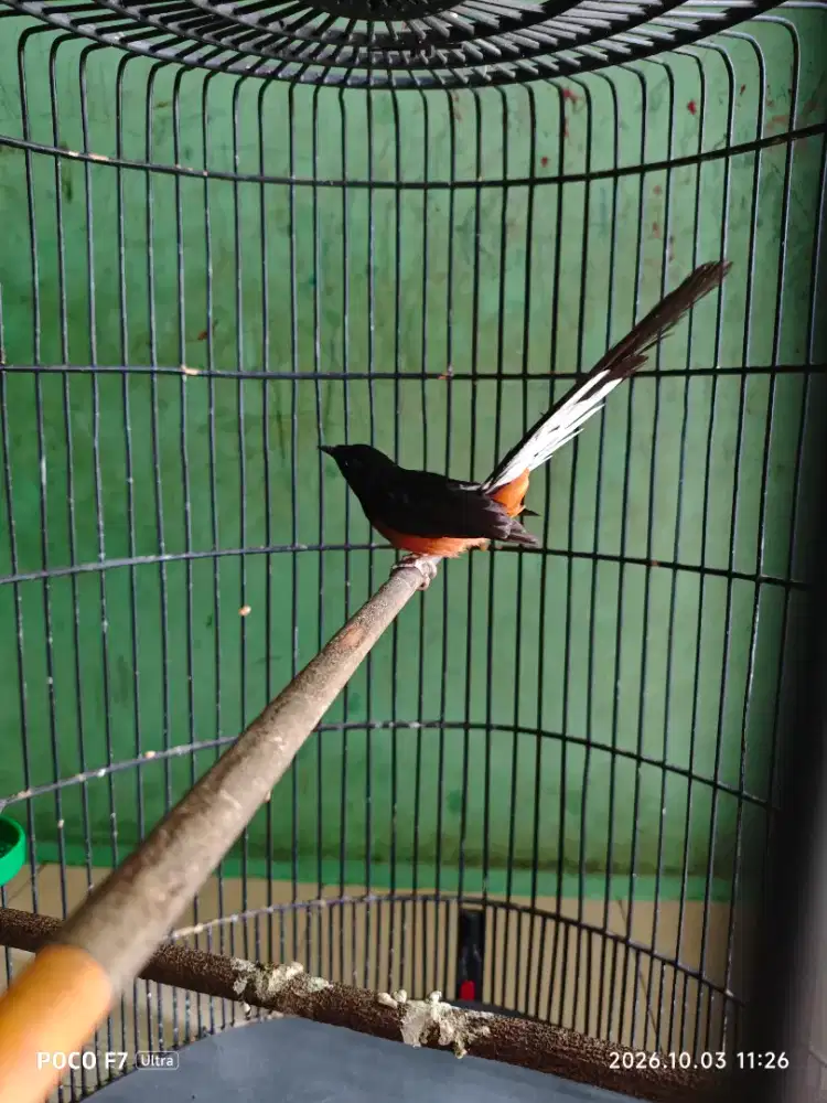 Burung murai batu