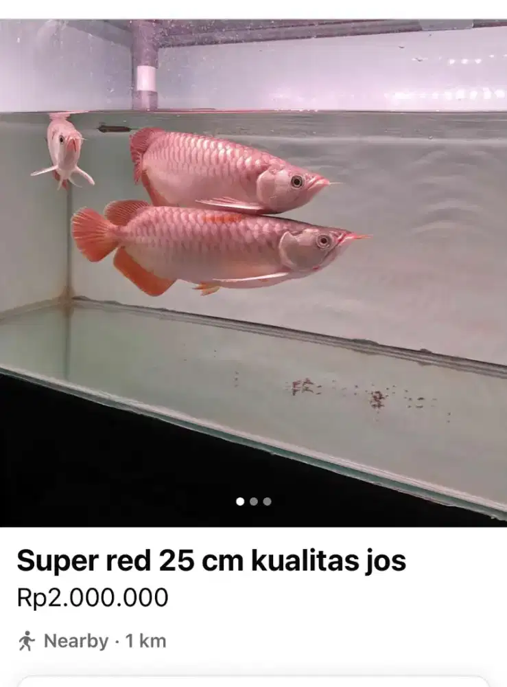 Arwana super red