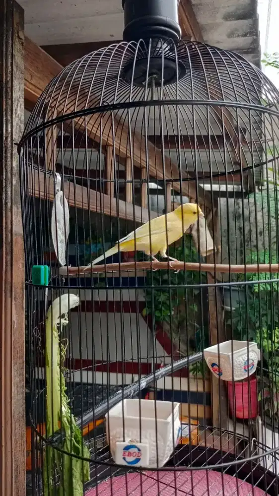 Burung kenari AF warna kuning Joss