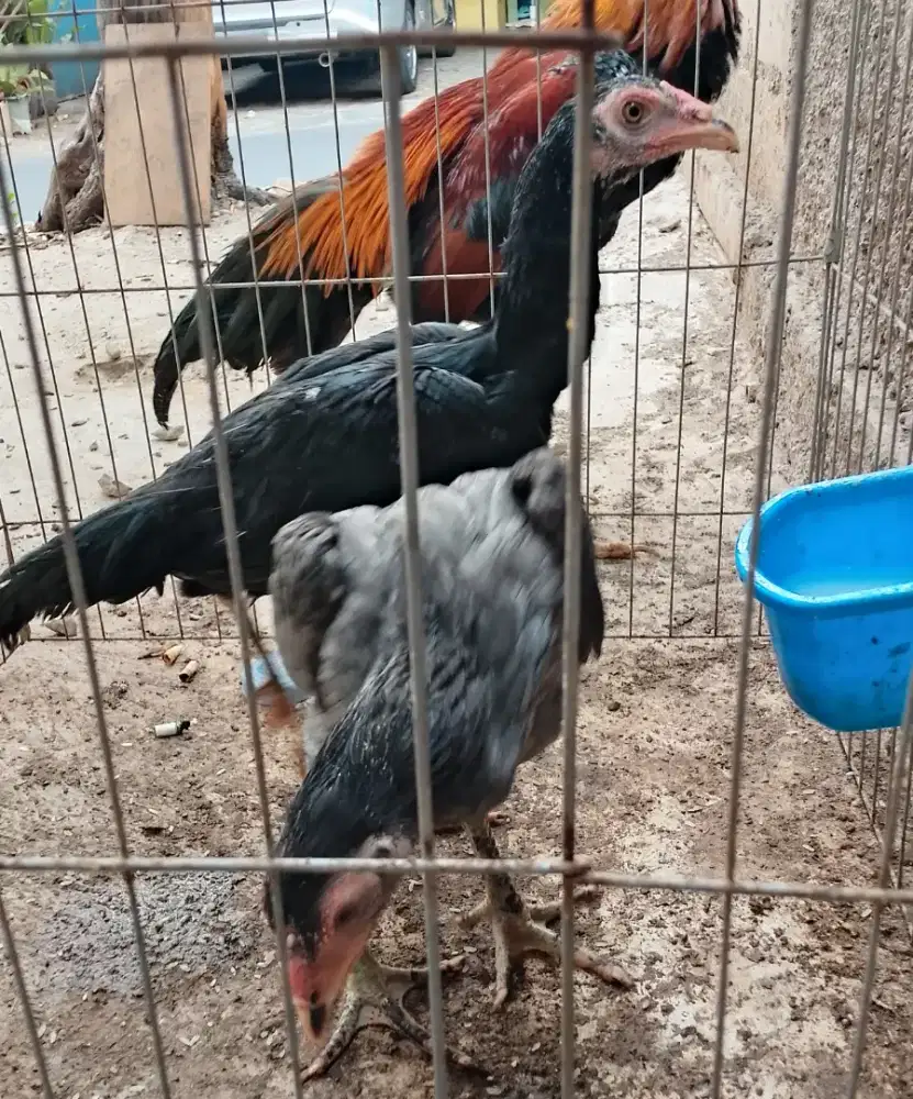 Ayam pakhoy dere