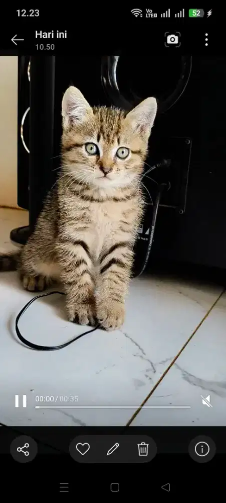 kitten  umur 2 bulan