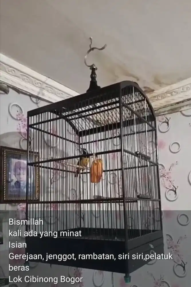 Maharin aja Cucak cunko
