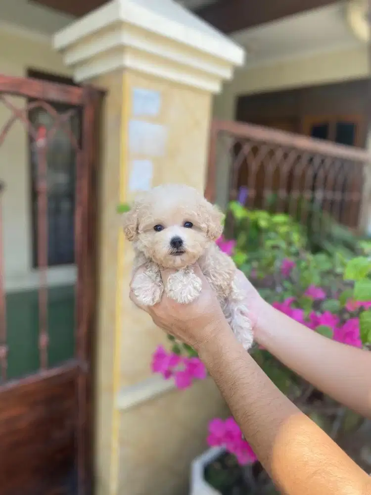 Tiny poodle jantan lucu murah