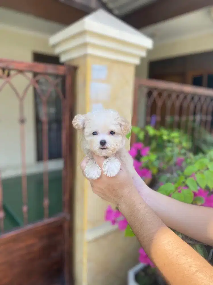 Tiny poodle betina super kuecil murah