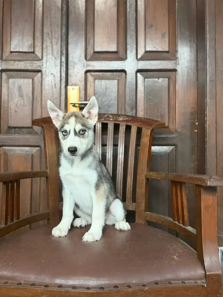 Husky betina 2bln MURAAAAH