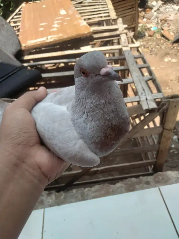 Merpati Betina 1 Ekor, Siap Diambil