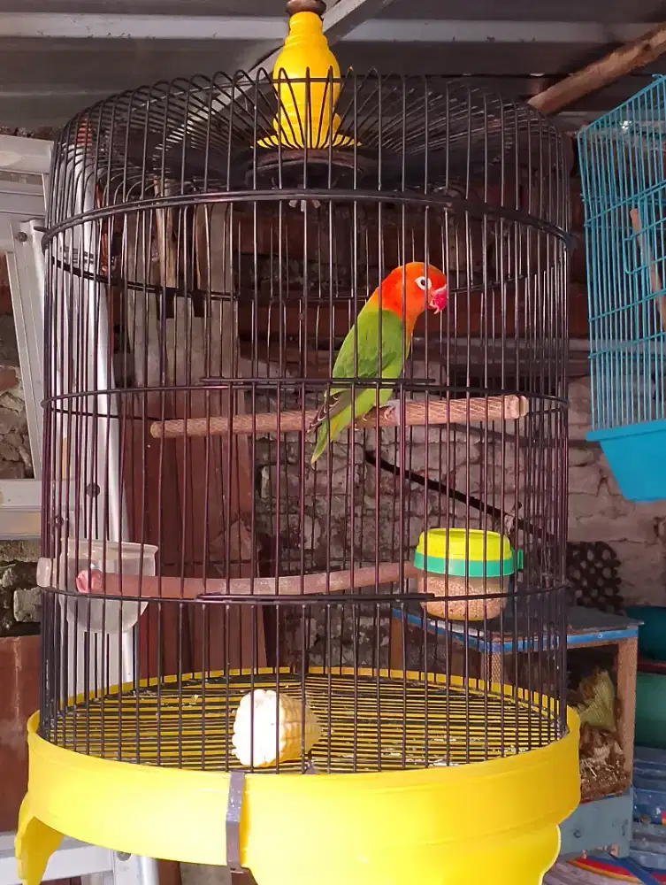 Burung buat masteran biola green