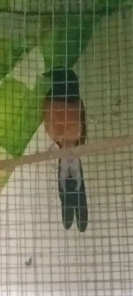 Murai Batu Pastol