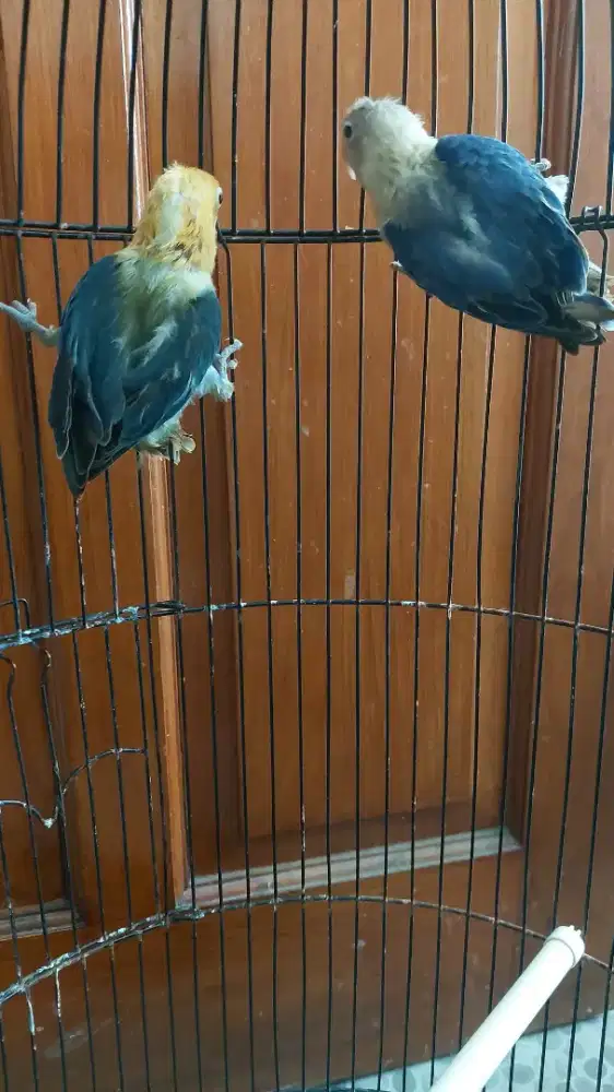 Burung lovebird Biola Paud
