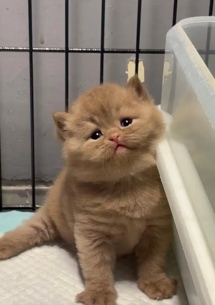 Kitten bsh cinnamon kucing british short