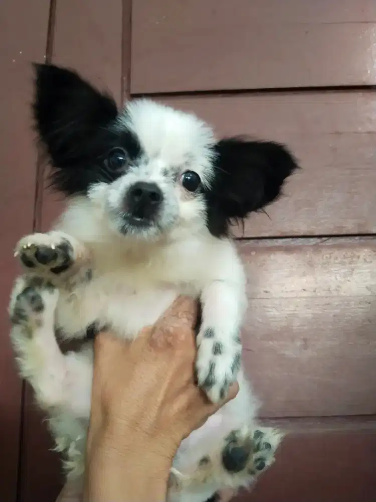 Pom mix shitzu anakan super mini