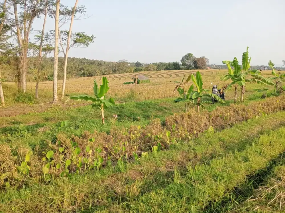 Dijual Lahan Sawah View Gunung dan Lingkungan yang Masih Asri