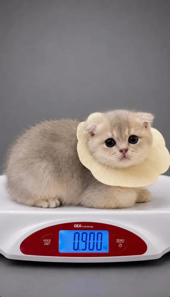 British short hair scottish fold jantan blue golden shaded 4 bulan