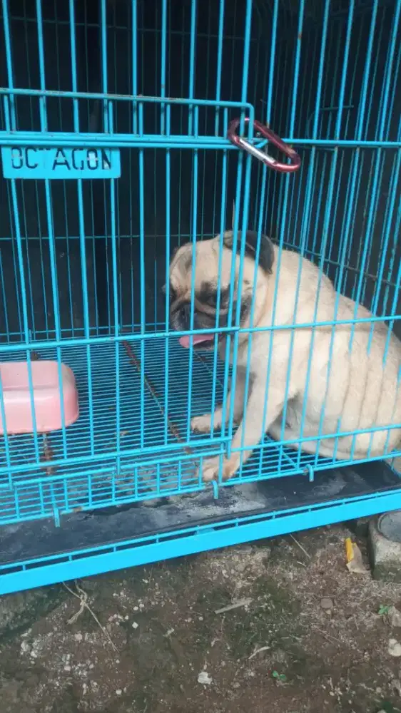 Open adop anjing pug