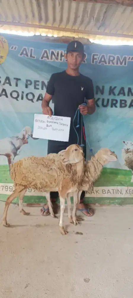 jual kambing aqiqah Domba