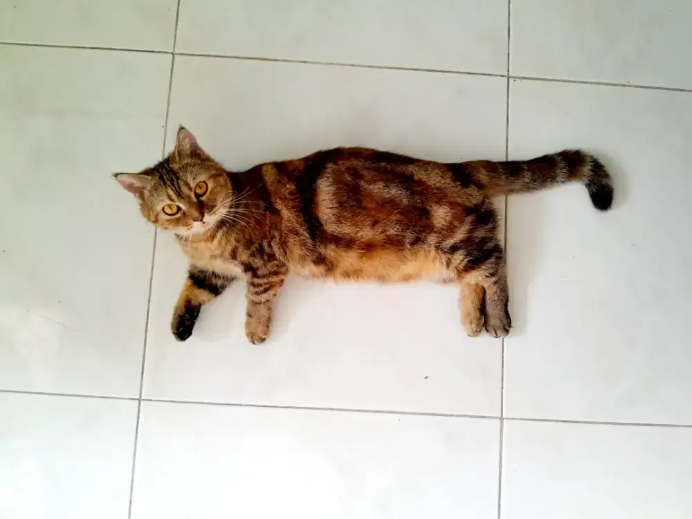 KUCING MUNCHKIN CEBOL BETINA PROVEN