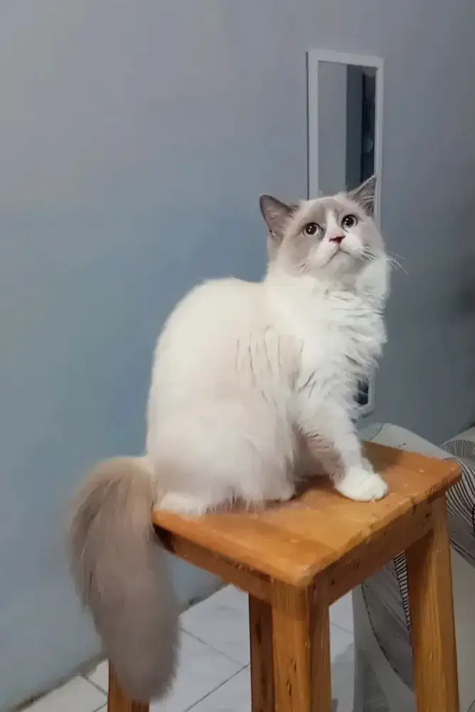 RAGDOLL BICOLOUR