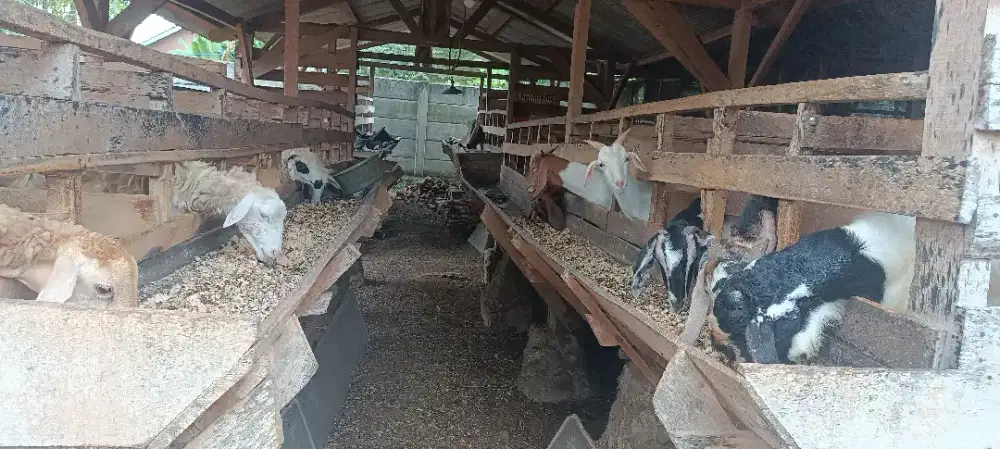 kambing aqiqah lampung