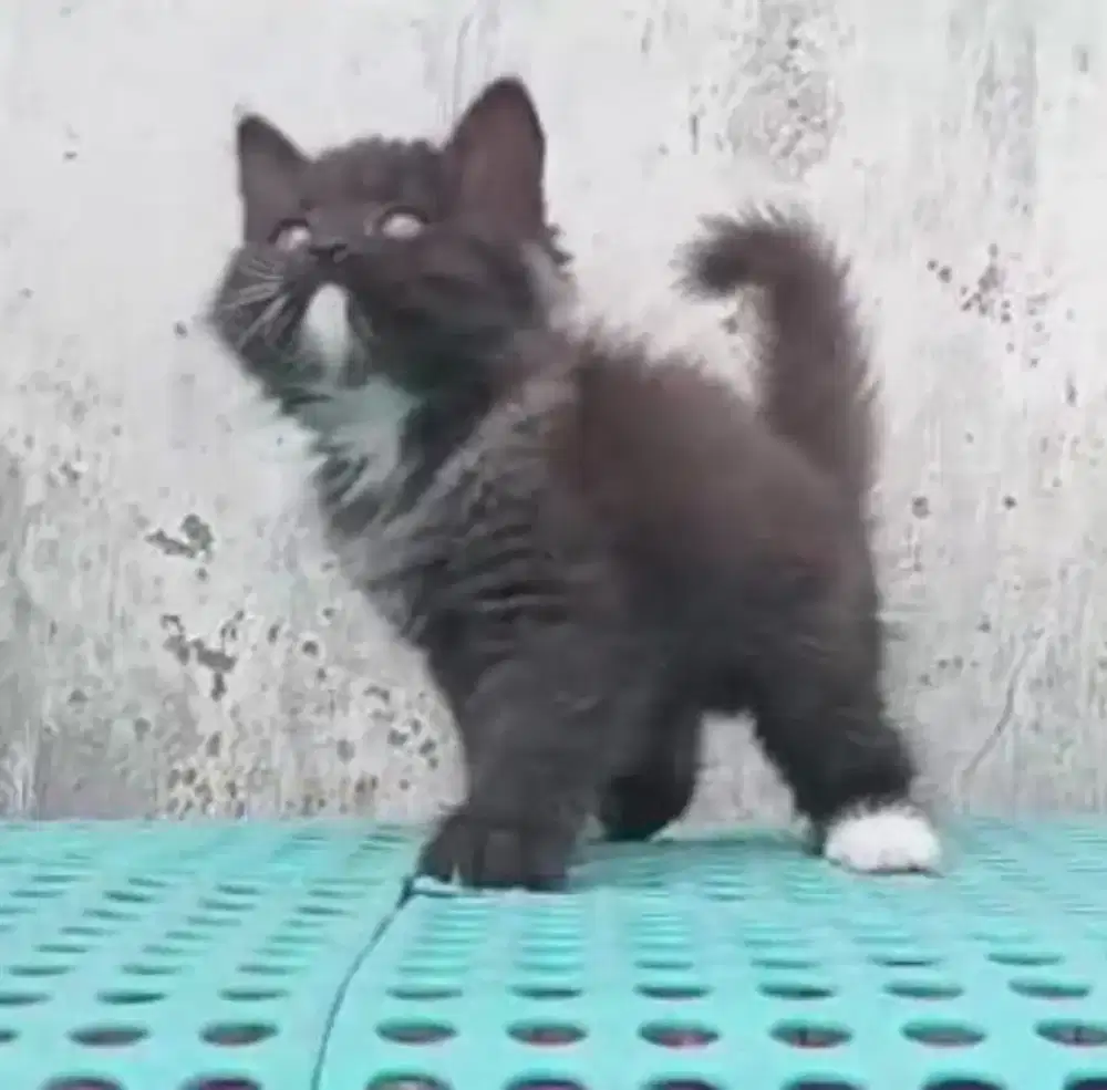 Kitten Betina 2bln