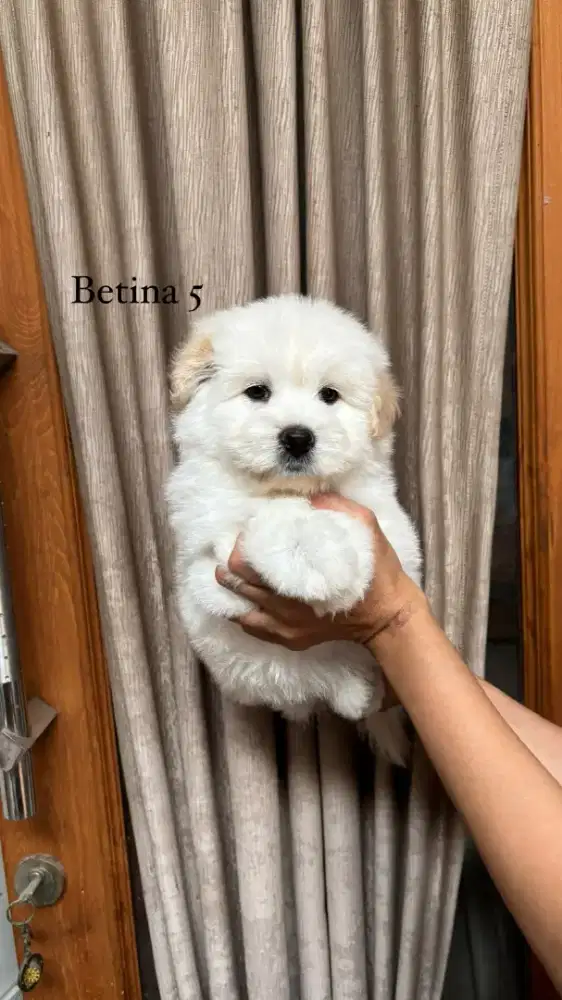 Bichon X Chow Chow