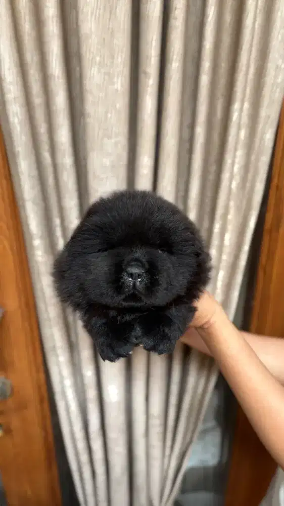 Chow chow,female