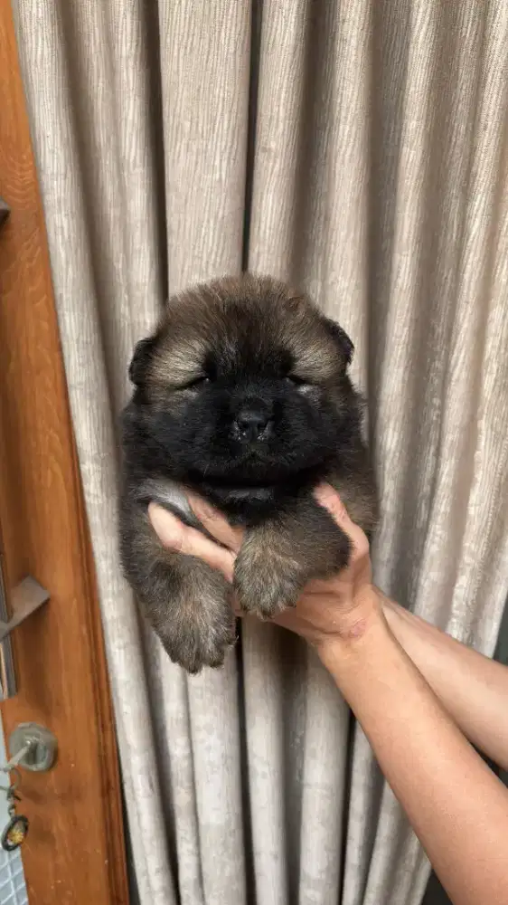 Chow chow,all male