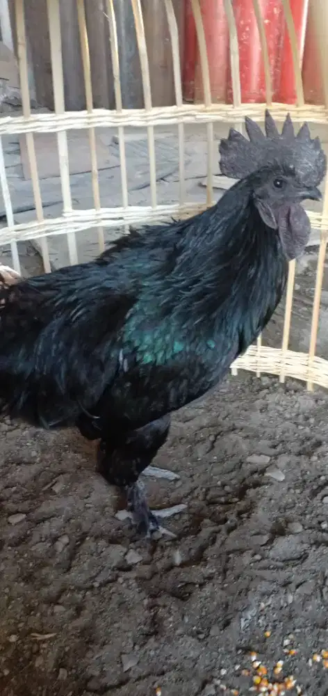 Jual ayam cemani jantan