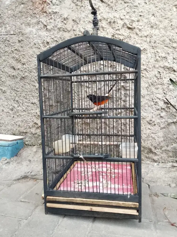 Dijual murai seri f 3xmabung ama ini.