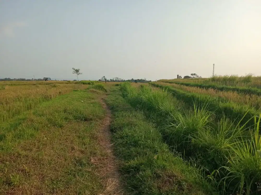 Dijual Lahan Sawah dengan View Gunung dan Lingkungan yang Asri