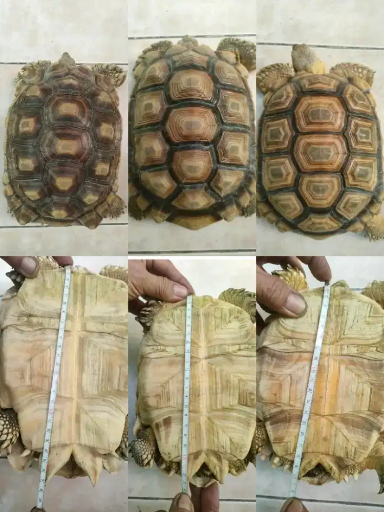 Kura kura Sulcata