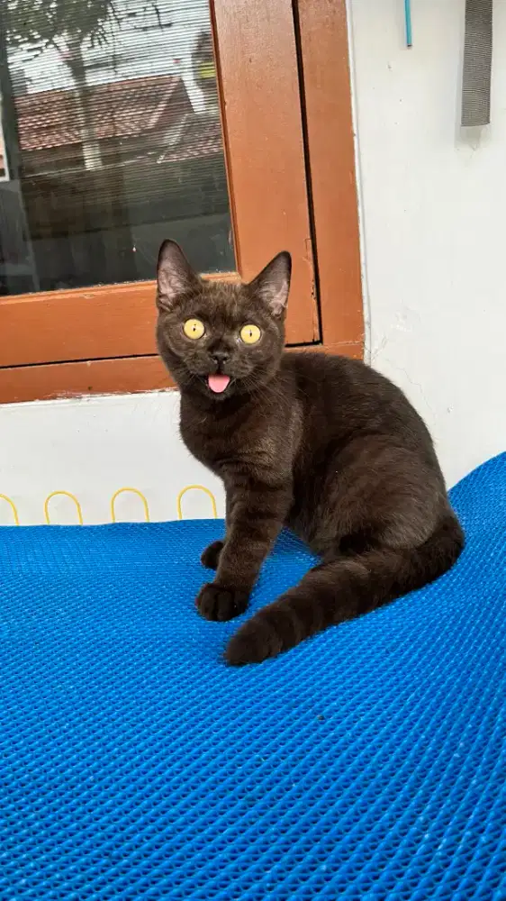 Kucing bsh British shorthair kitten black parent cinnamon