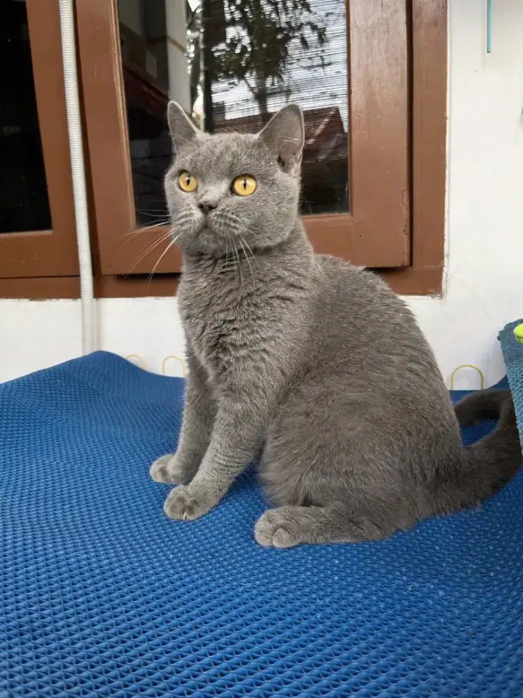 Kucing bsh British shorthair indukan betina blue hamil