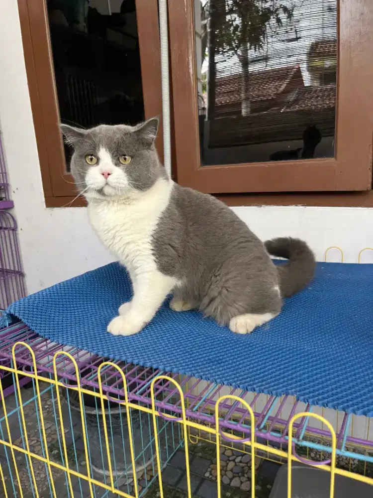 Kucing bsh British shorthair jantan dewasa bico blue