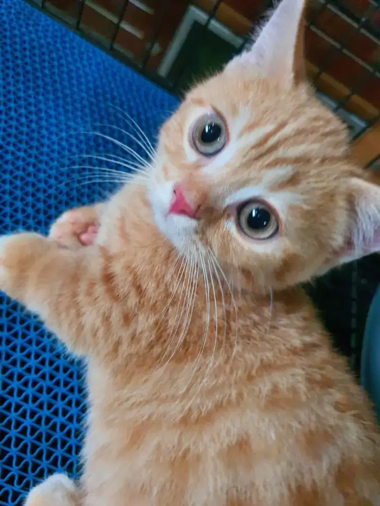 Munchkin BSH jantan