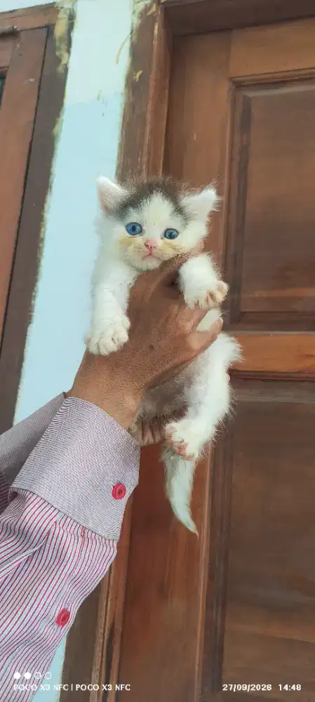 Anabul ras ragdoll cakep