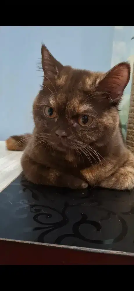 BSH Chocolate Tabby Betina