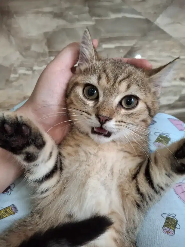 BSH GOLDEN TABBY JANTAN