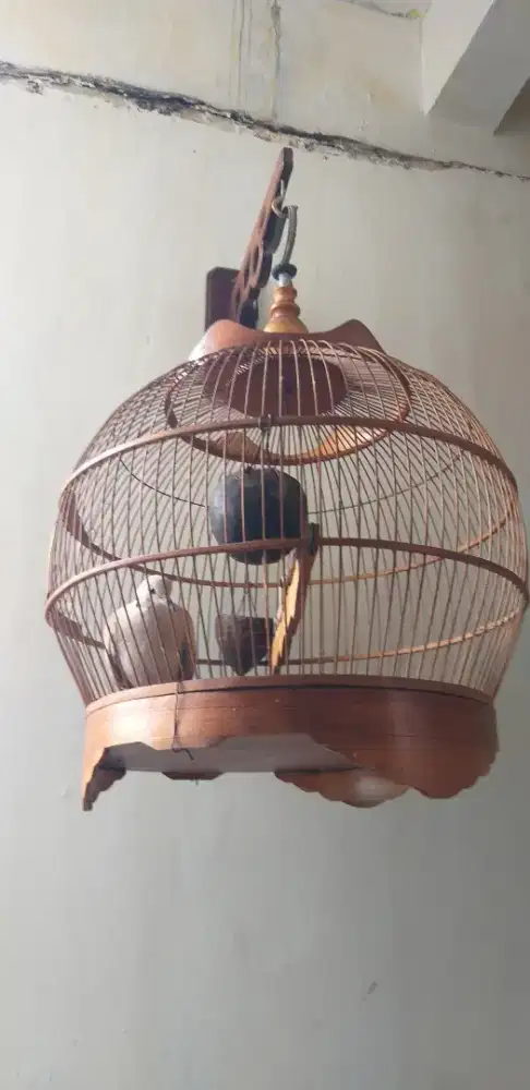 Burung puter rajin bunyi full set