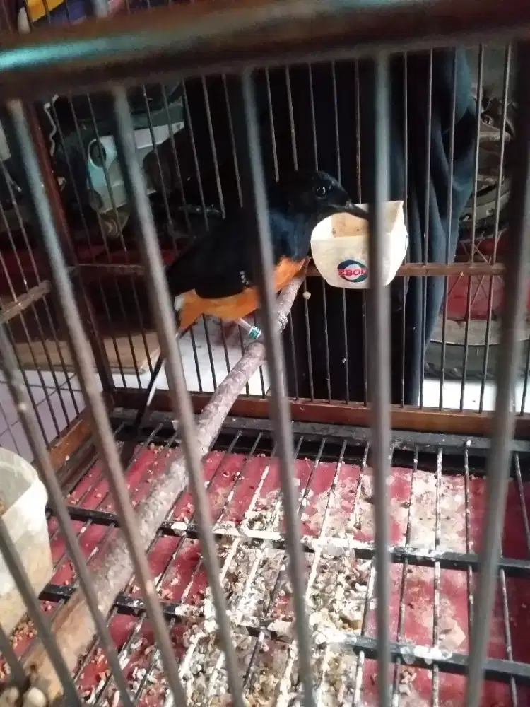 Kacer betina usia mapan mulus