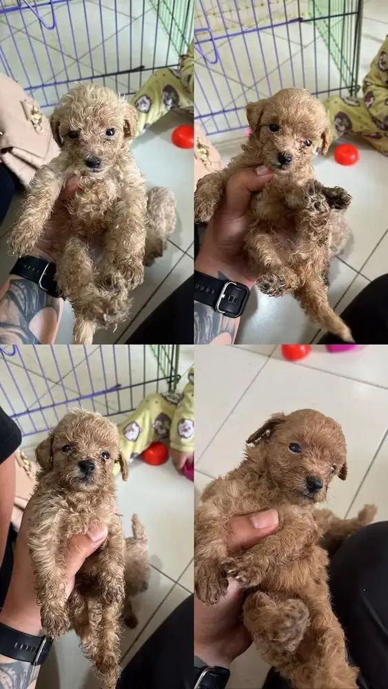 Jual anakan anjing poddle