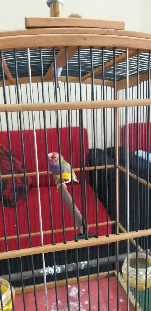 Burung goudie amadin cantik